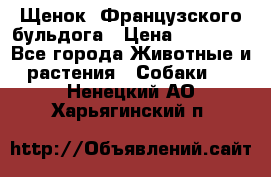 Щенок  Французского бульдога › Цена ­ 35 000 - Все города Животные и растения » Собаки   . Ненецкий АО,Харьягинский п.